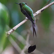 White-booted Racket-tail