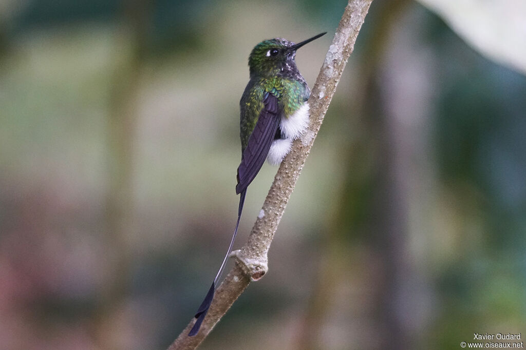 White-booted Racket-tail male