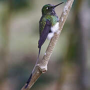 White-booted Racket-tail