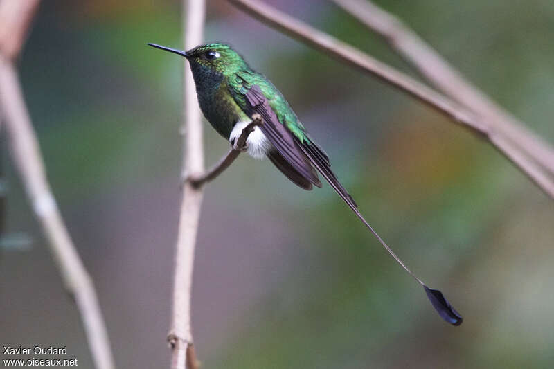 White-booted Racket-tail male adult, identification