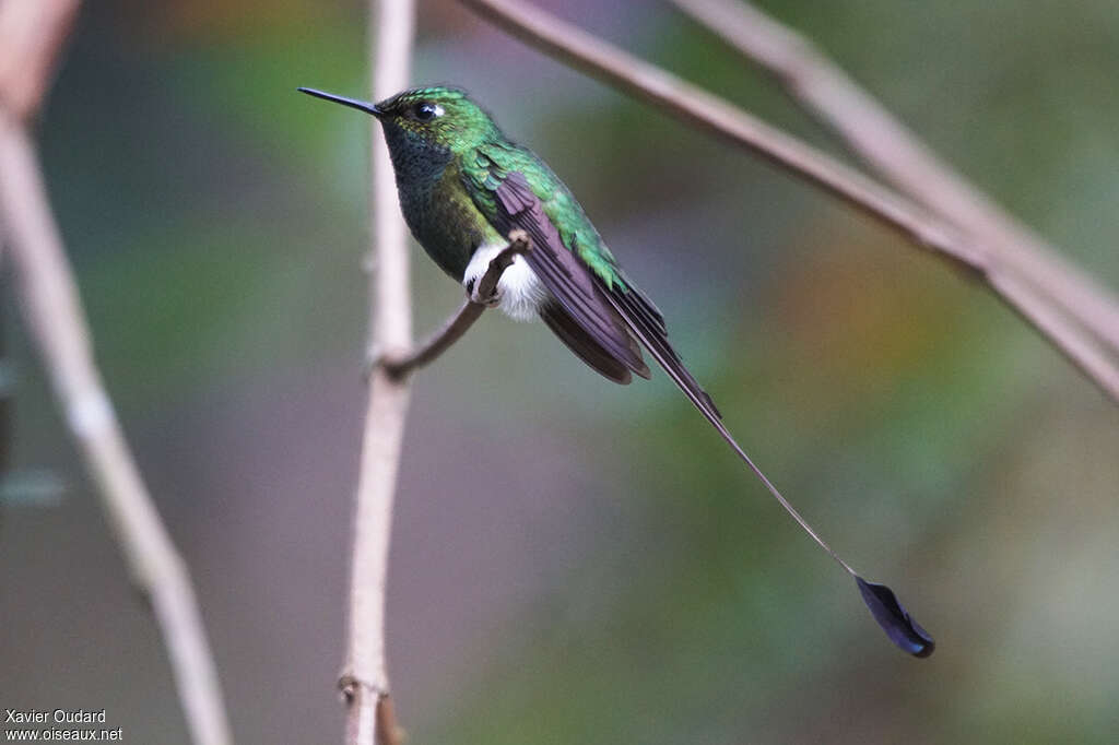 White-booted Racket-tail male adult, identification