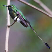 White-booted Racket-tail