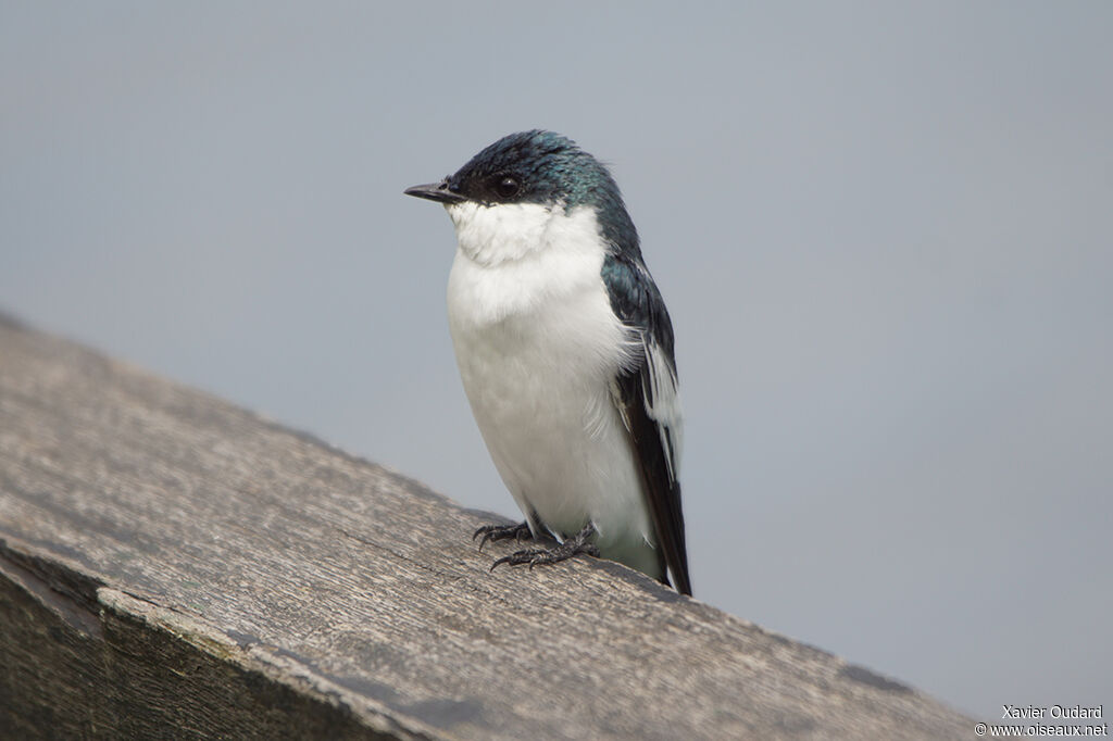 Hirondelle à ailes blanches