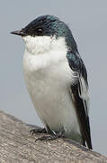 White-winged Swallow