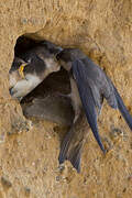 Sand Martin