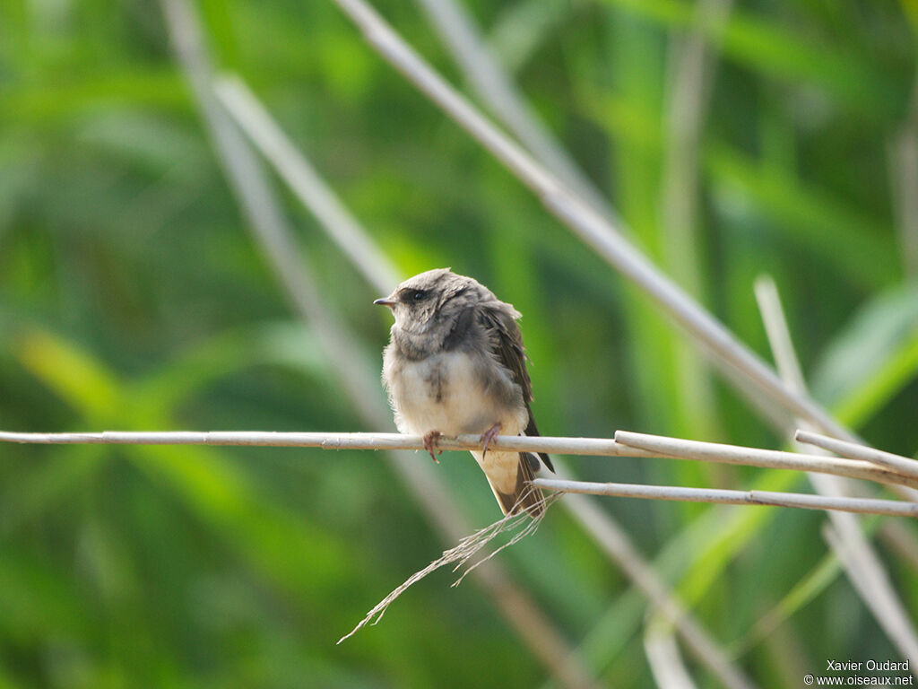 Sand Martinjuvenile