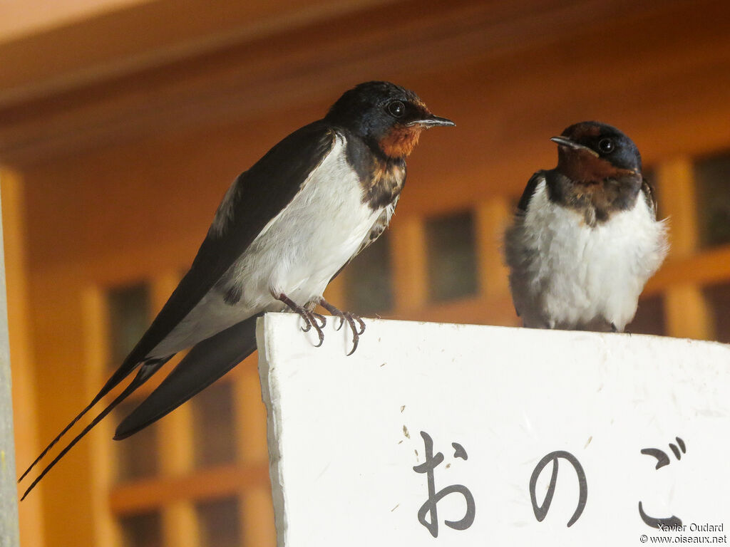 Barn Swallow