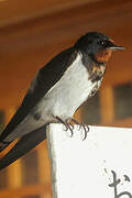 Barn Swallow