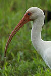 Ibis blanc