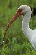 American White Ibis