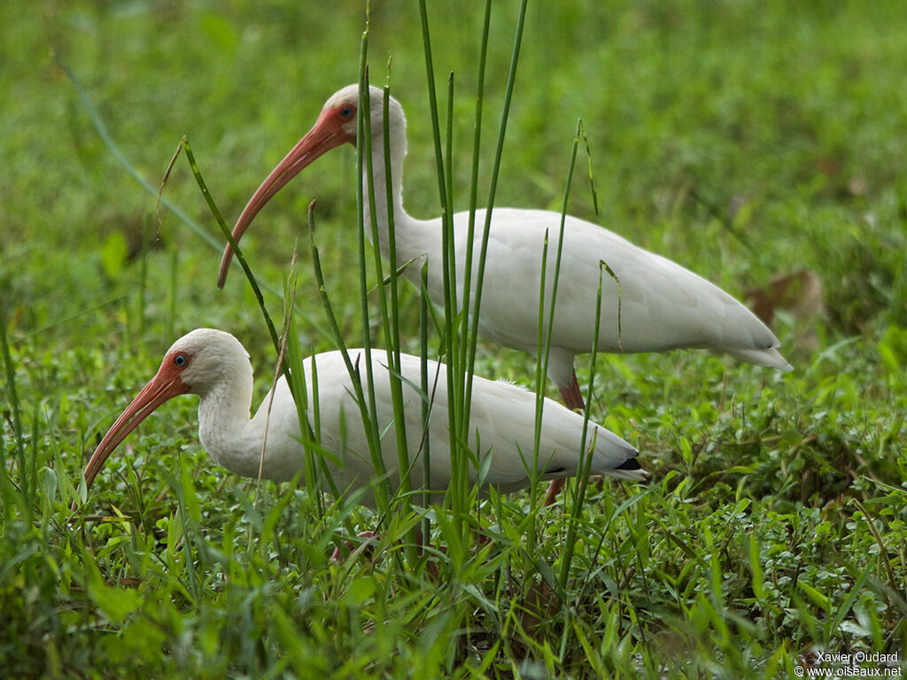 Ibis blancadulte