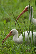 Ibis blanc