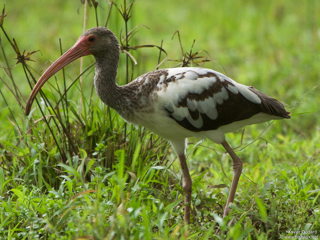 Ibis blancjuvénile