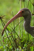 American White Ibis