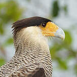 Caracara huppé