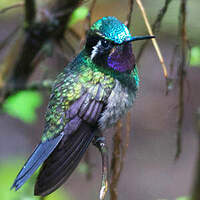 Colibri à gorge pourprée