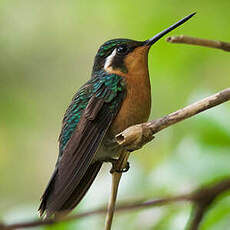 Colibri à gorge pourprée