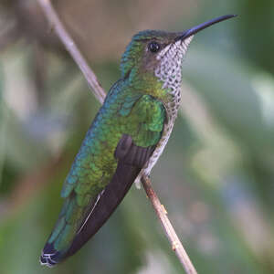 Colibri jacobin