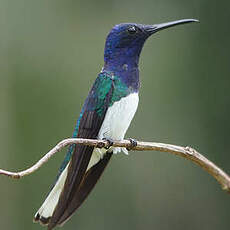 Colibri jacobin