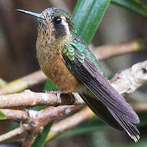 Colibri moucheté