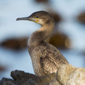 Cormoran du Cap