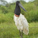 Jabiru d'Amérique