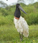 Jabiru d'Amérique