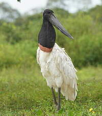 Jabiru d'Amérique