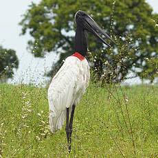 Jabiru d'Amérique