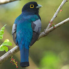 Trogon à lunettes jaunes