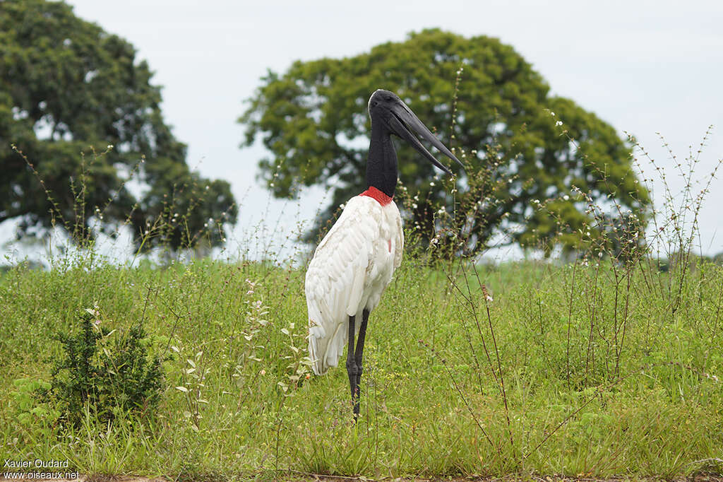 Jabiru d'Amériqueadulte, identification