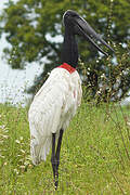 Jabiru d'Amérique