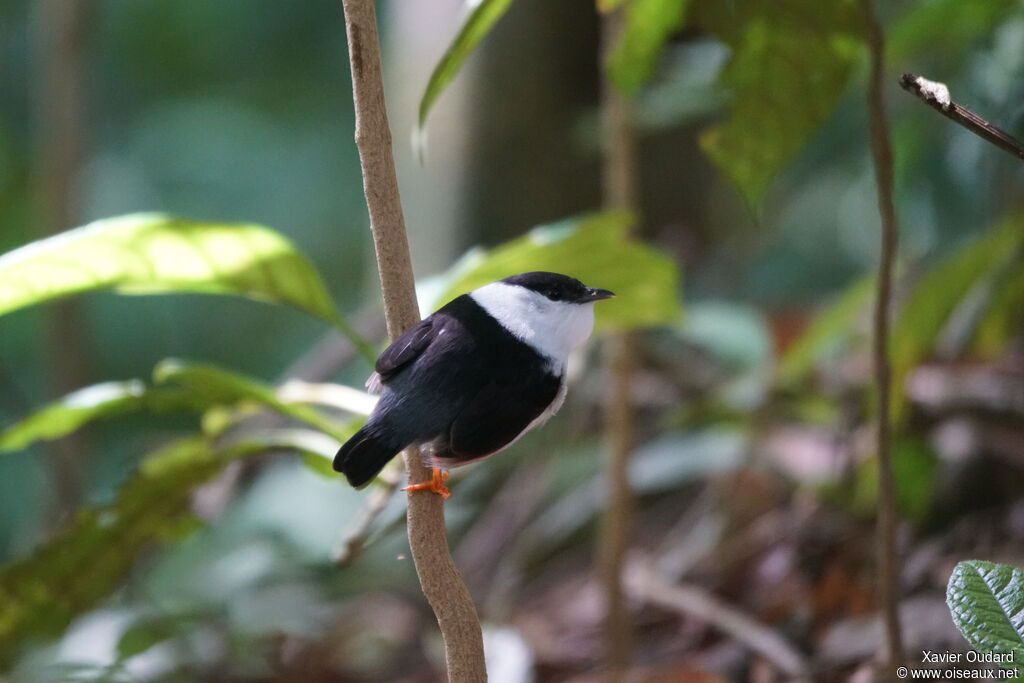 White-bearded Manakin male