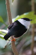 White-bearded Manakin