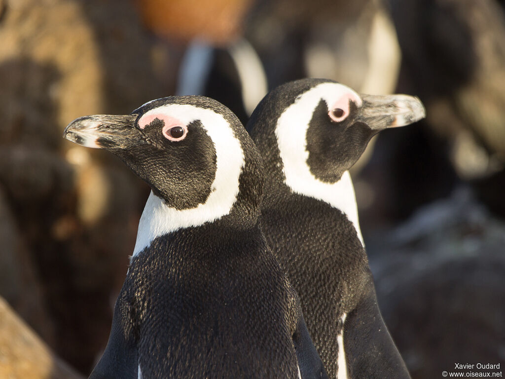 African Penguin