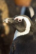 African Penguin