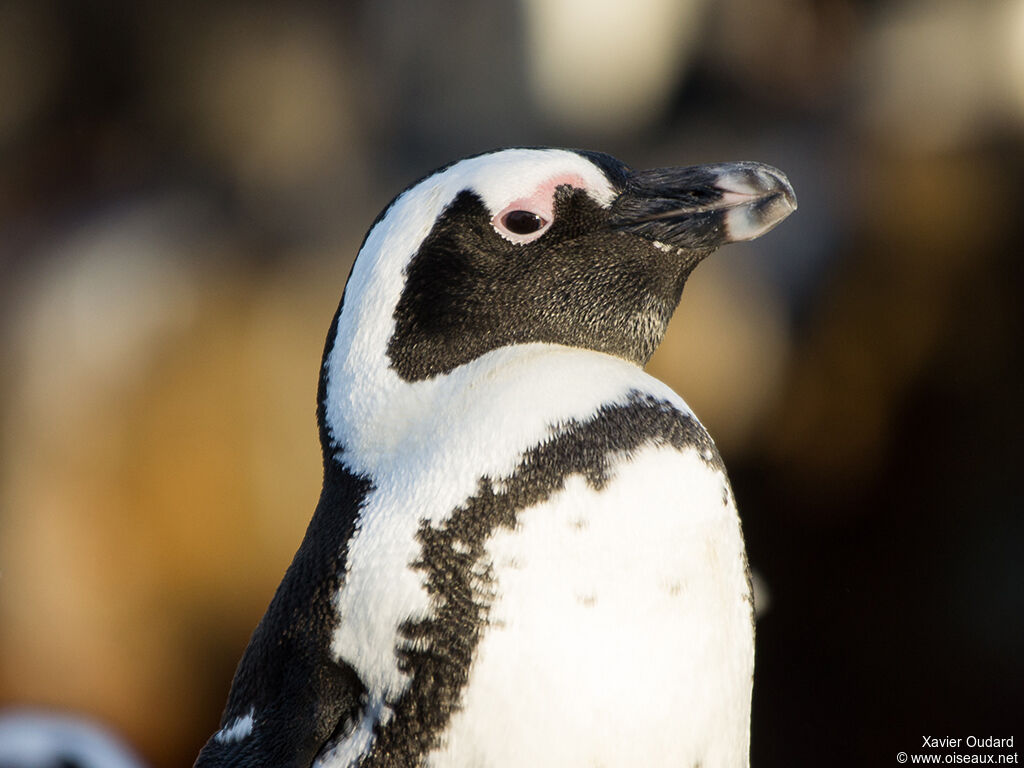 African Penguin