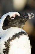 African Penguin