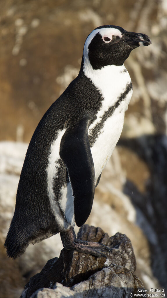 African Penguinadult, close-up portrait