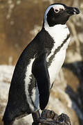 African Penguin