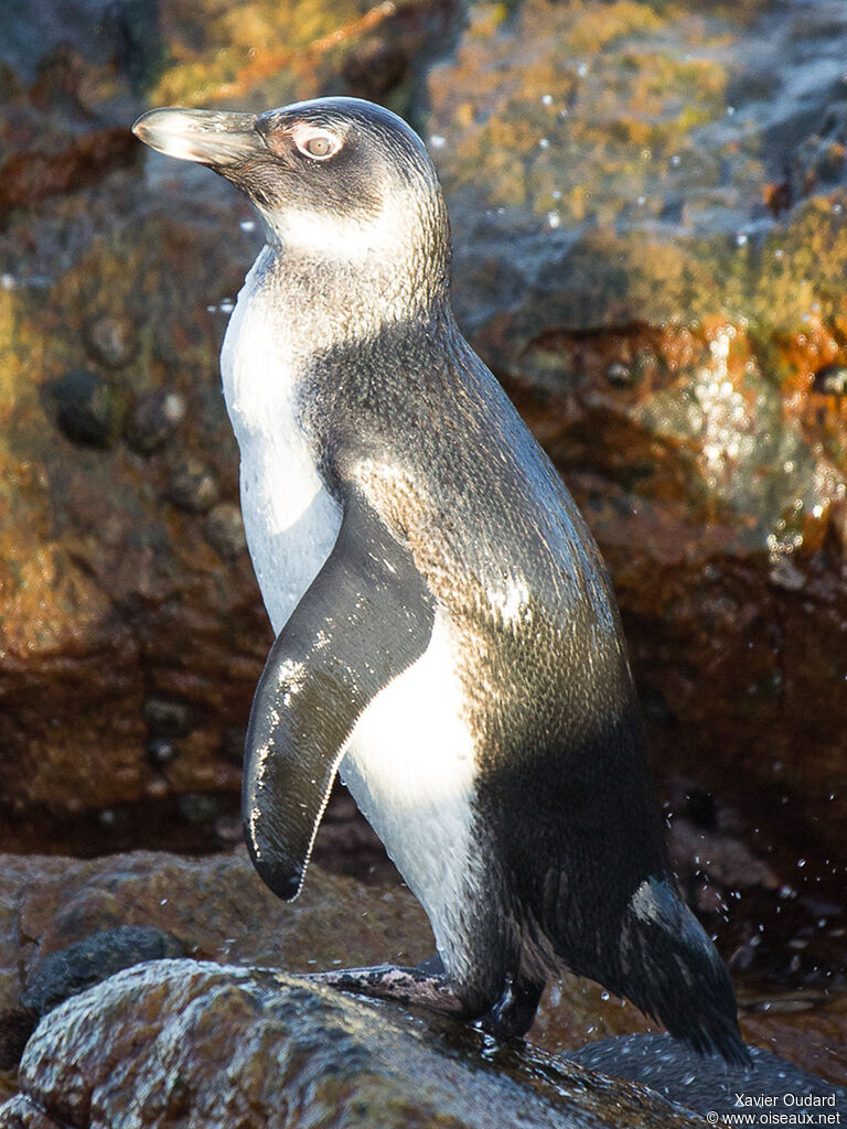 African Penguinimmature