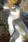 African Penguin