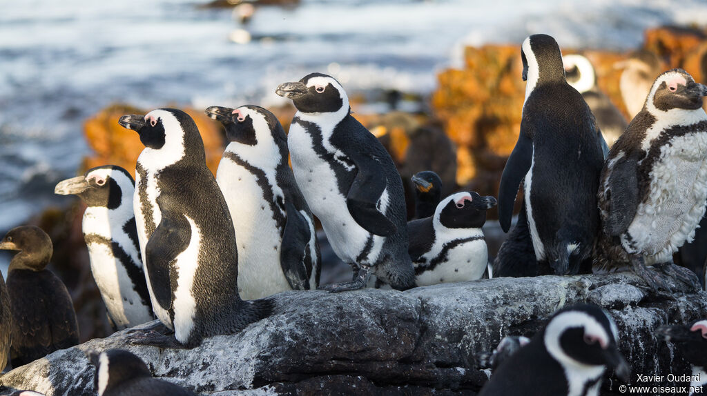 African Penguin