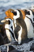 African Penguin