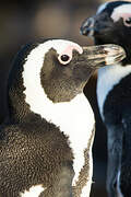 African Penguin