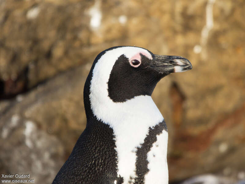 African Penguinadult, close-up portrait