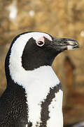 African Penguin