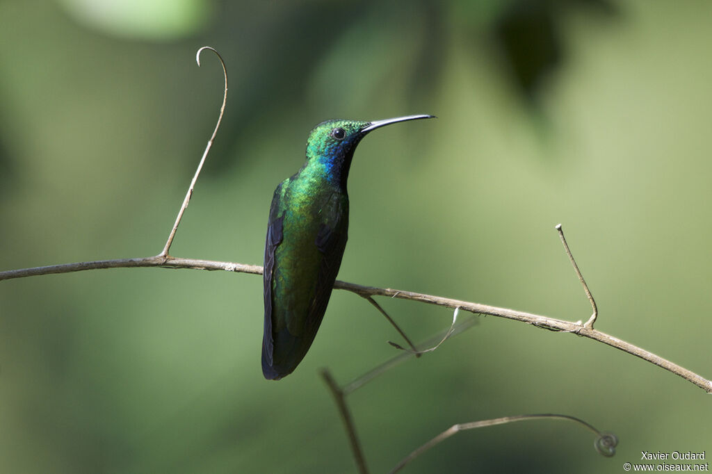 Black-throated Mango male