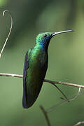 Black-throated Mango