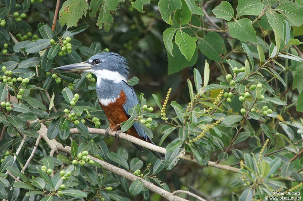 Ringed Kingfisher female